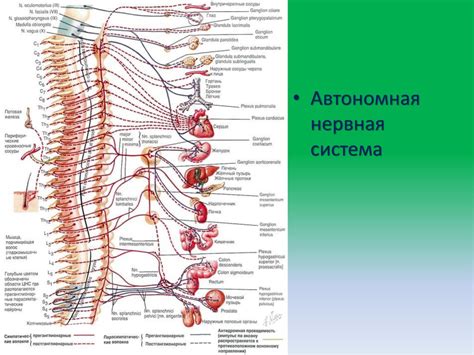 Автономная нервная система