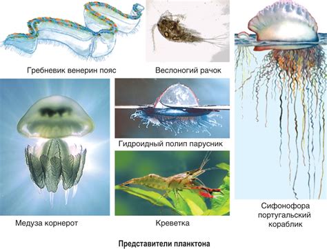 Адаптации к соленой воде