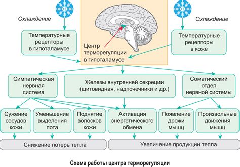 Адаптация организма к суточному ритму