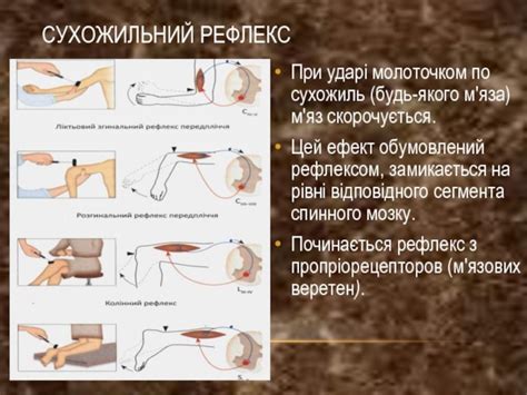 Адреналиновый рефлекс