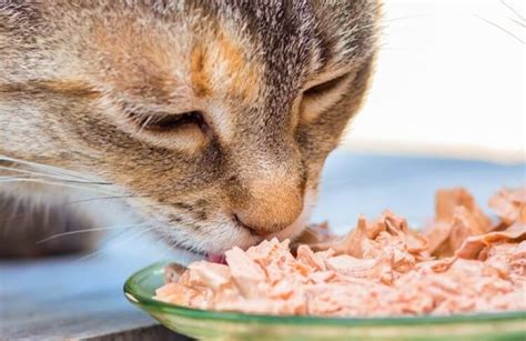 Альтернативы использованию тухлого мяса в рационе кошек