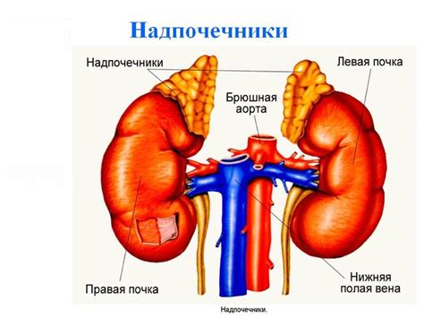 Анализы для проверки гормонов надпочечников