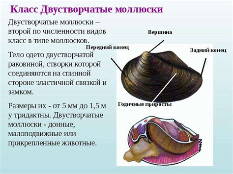 Анатомическая особенность у двустворчатых моллюсков