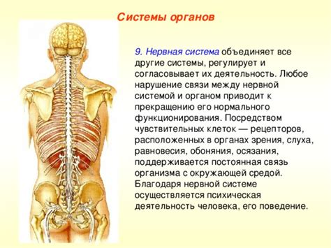 Анатомическая структура ягодиц и их связь с нервной системой