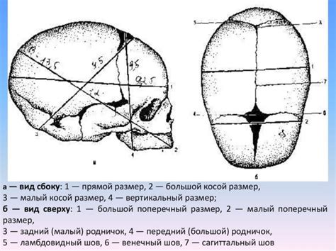 Анатомические особенности головки плода