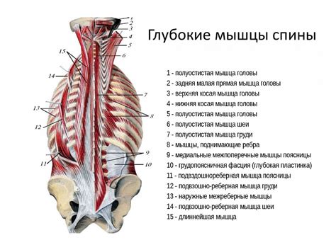 Анатомические особенности грудного отдела позвоночника у девочек