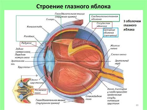 Анатомия глаза и слезных желез