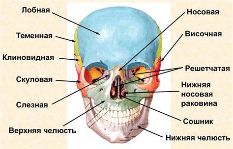 Анатомия и особенности