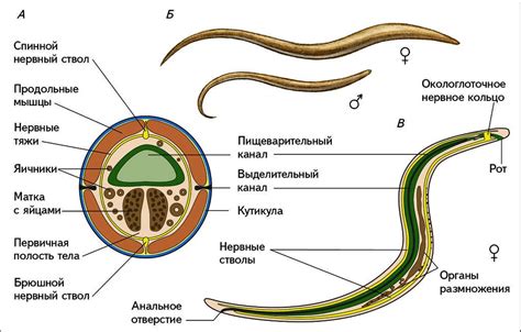 Анатомия и строение круглых червей
