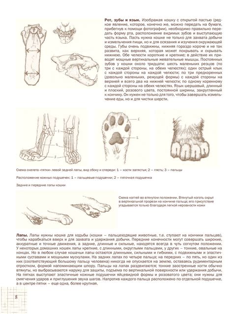 Анатомия и структура лап кошек