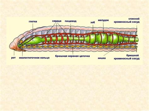 Анатомия кольчатых червей