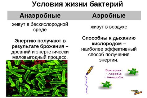 Анаэробные растения и их особенности