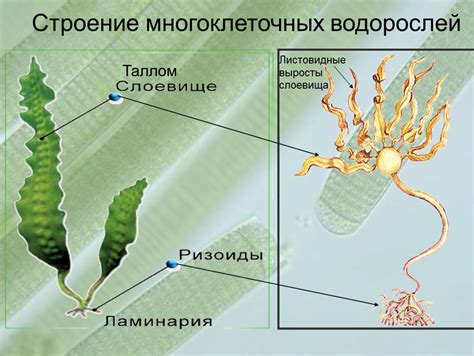 Ассимиляционные функции водорослей