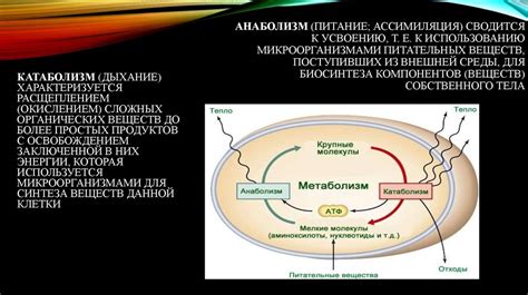 Ассимиляция питательных веществ