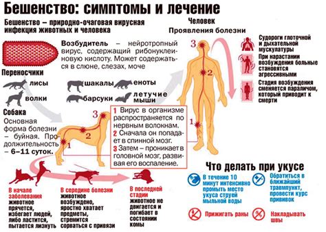 Бешенство: как вирус появляется в слюне