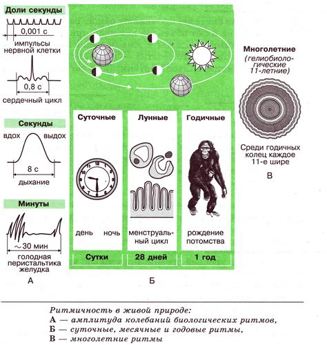 Биологические ритмы и связь с концом дня