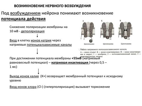 Биологическое возникновение импульсов