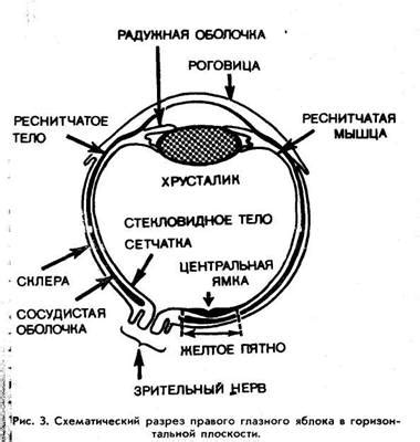 Боковое зрение: преимущества и недостатки