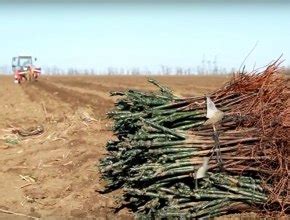 Будущее развития хурмовых плантаций в Подмосковье