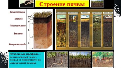 Важность плодородной почвы