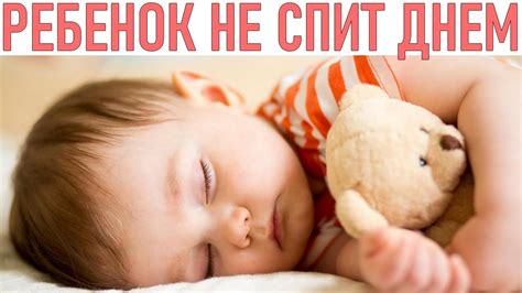 Важность спокойного сна для животного здоровья