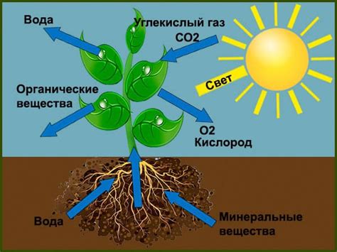 Важность ядра для растений