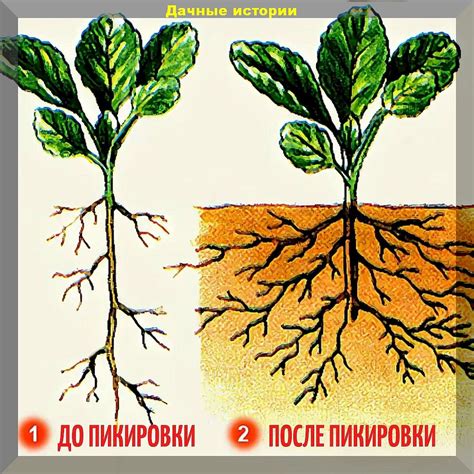 Важные моменты ухода после посадки