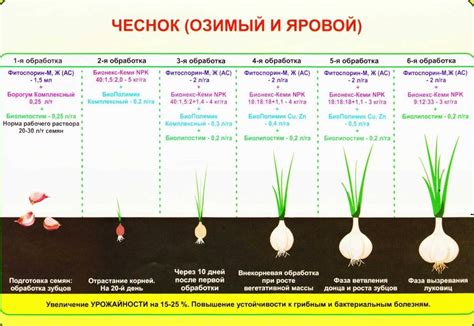 Важные нюансы полива мелкого лука севка