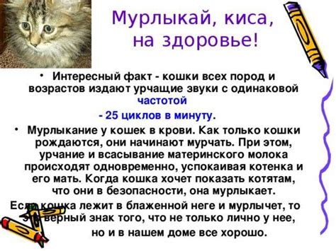 Важные приемы успокоения мяукающего котенка