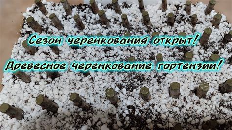 Весна как наиболее благоприятный сезон для черенкования каланхоэ