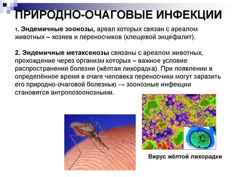 Ветрянка: природный инфекционный процесс