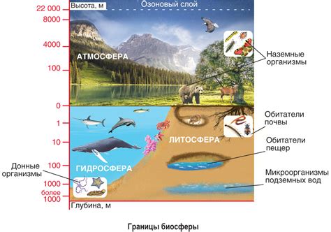 Взаимодействие организмов в биосфере