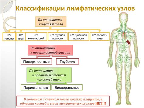 Взаимосвязь лимфоузлов и нервной системы