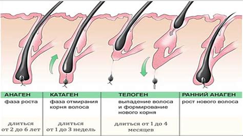 Видимые следы роста волос на корне