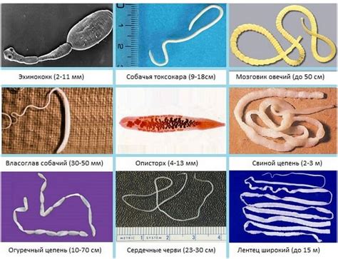Виды глистов, которые могут заразить мойву