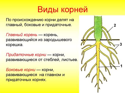 Виды корней: свободные и связанные