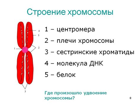 Виды последствий утраты средней части хромосомы