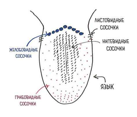 Виды прокалывания языка