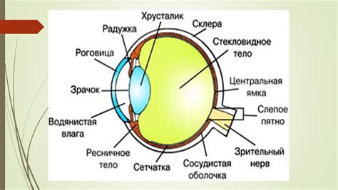 Вид зрения сбоку: как его назвать?