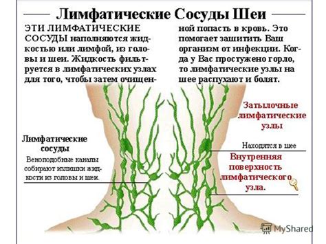 Влияет ли мазь звездочкой на другие функции лимфатической системы?