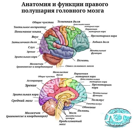 Влияет ли отсутствие одного полушария мозга на жизнь человека?