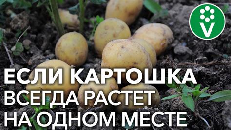 Влияет ли садить картошку после капусты на урожайность и качество урожая?