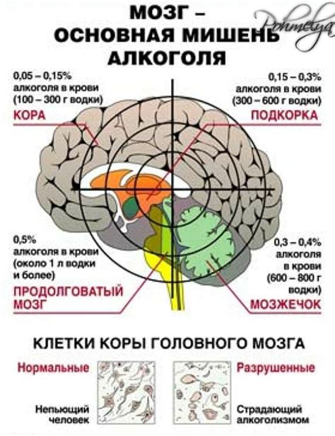 Влияние алкоголя на мозг