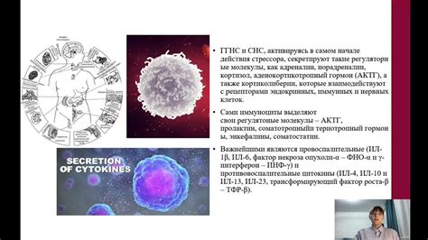 Влияние влюбленности на иммунную систему