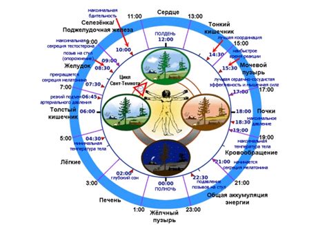 Влияние времени варки на активность куркумы