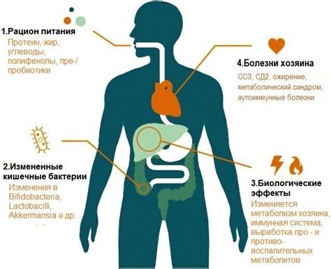 Влияние диеты на органы человека