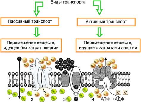 Влияние излучения на перенос вещества в различных средах