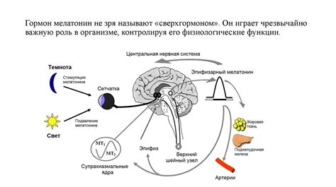 Влияние мелатонина на когнитивные функции