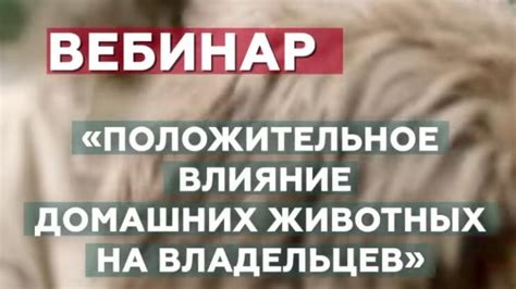 Влияние мурчания на владельцев