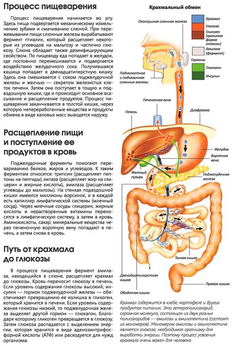 Влияние мятного чая на пищеварительную систему